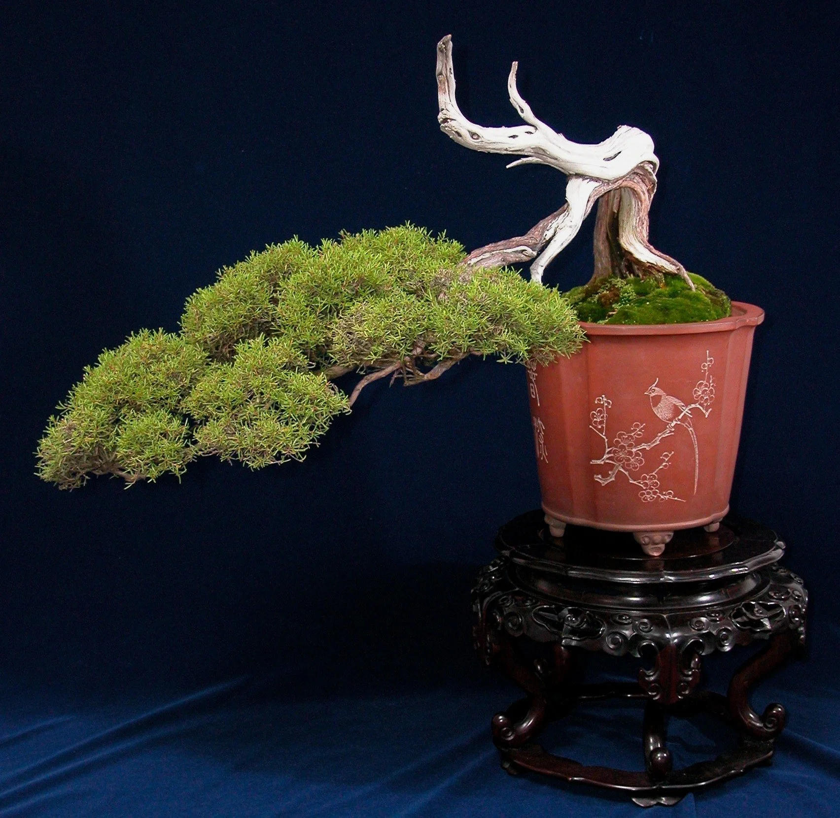 【中品 山採　杜松盆栽】　　　TGUYEN PHUNG TIEP 楽天市場】（株）一樹園 山採り杜松 中品盆栽／樹齢80年 : 一樹園